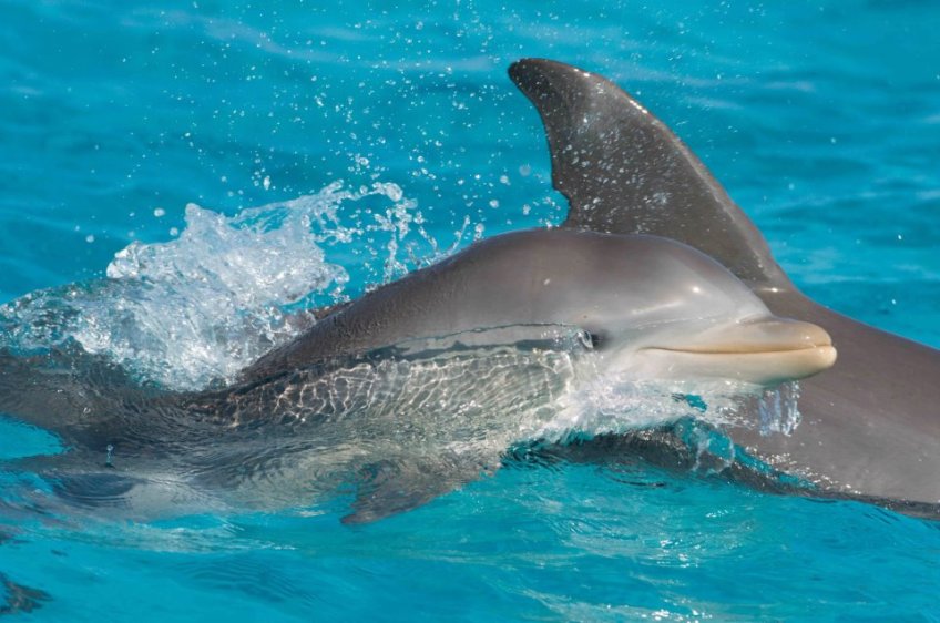 EL DELFIN,  REY DE LOS MARES... - Página 5 Happy-dolphin-abaco-c2a9bmmro