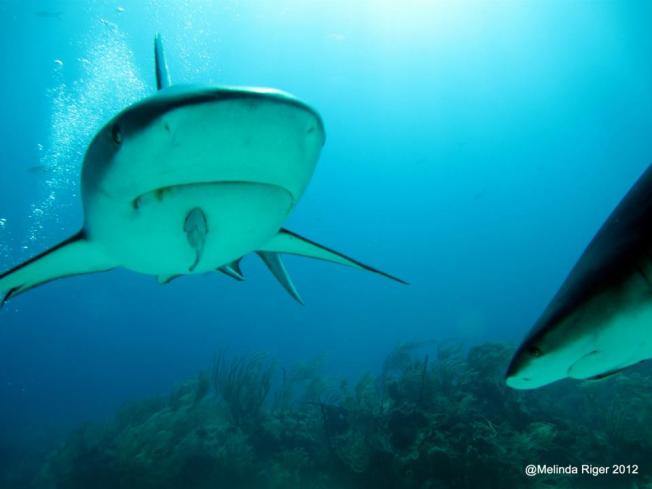 What is the symbiosis between remoras and sharks?