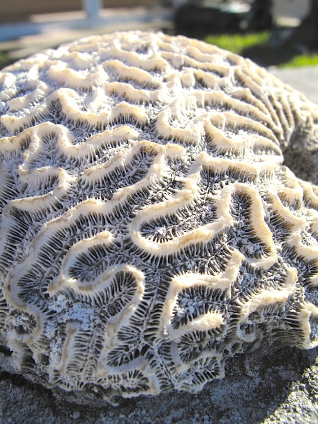 Brain Coral, Abaco ( Amanda Diedrich, GTC)
