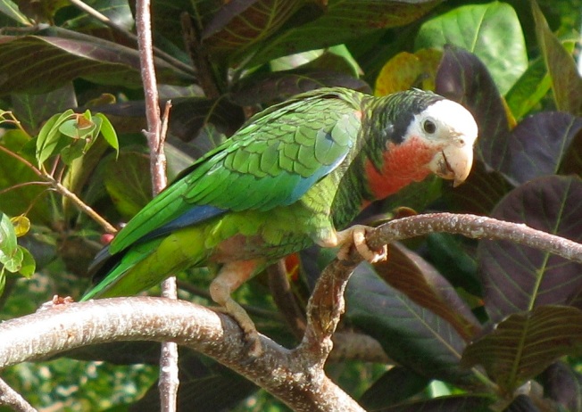Abaco (Cuban) Parrot, Bahamas (Caroline Stahala Walker)