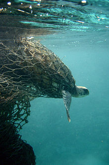 Sea turtle entangled in a ghost net