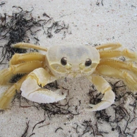 A GHOST CRAB'S DAY AT THE SEASIDE AT DELPHI, ABACO