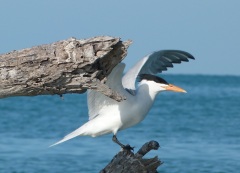 ONE GOOD TERN ON THE ABACO MARLS…4