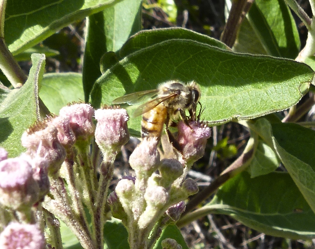 Abaco bees 3