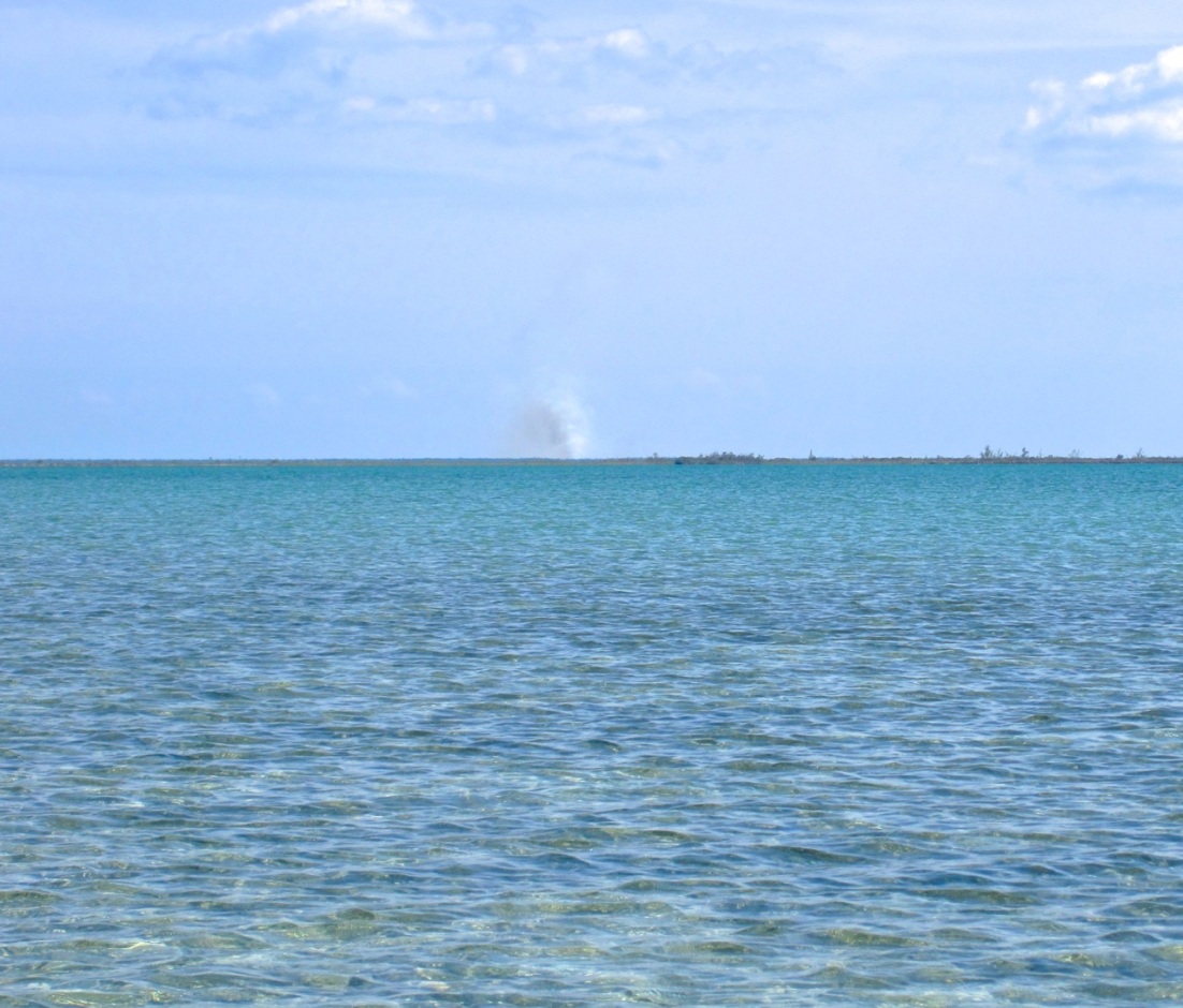 Forest Fires, Abaco 4