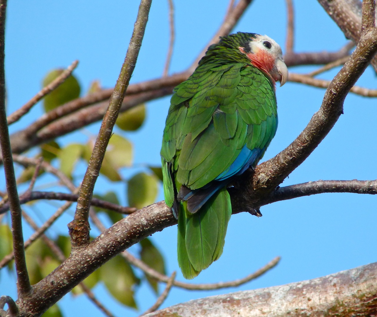 Abaco (Cuban) Parrot 2013 11