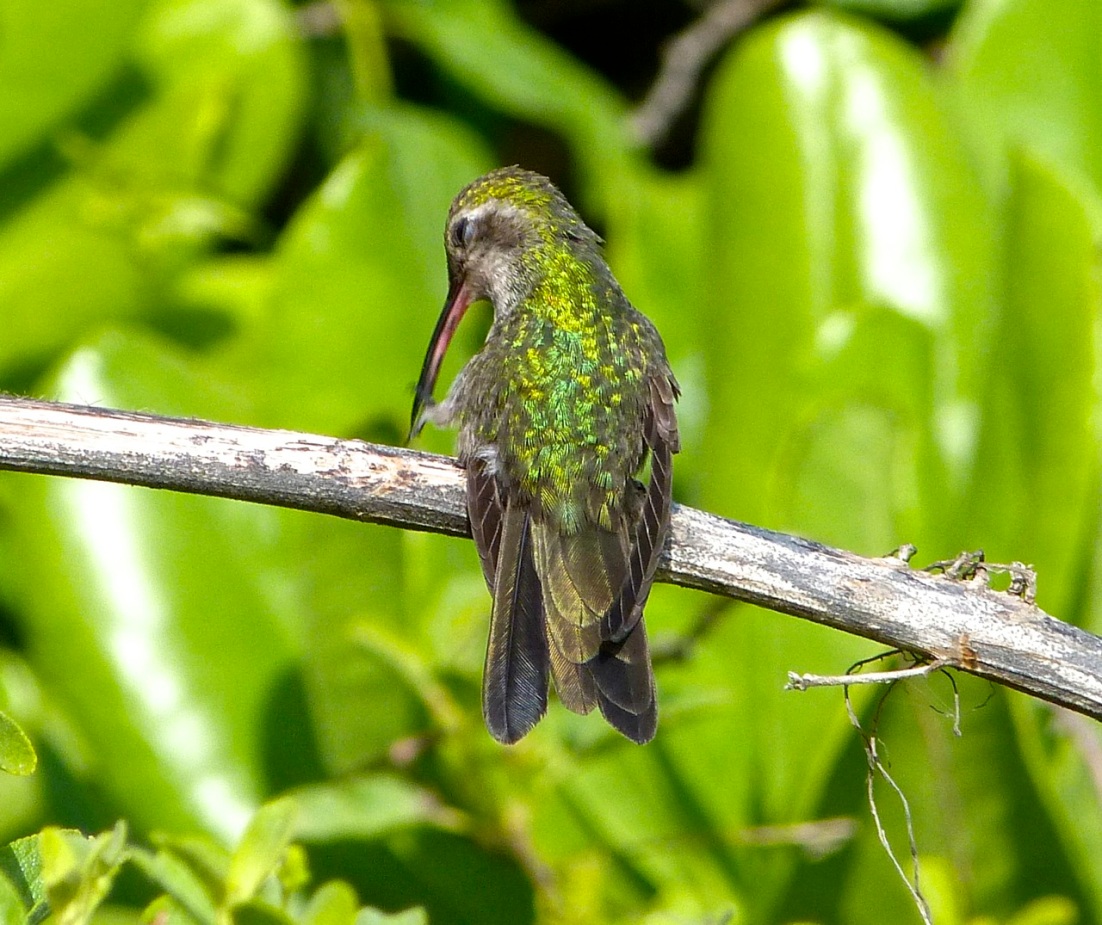 Cuban Emerald Hummingbird preening, Abaco 2