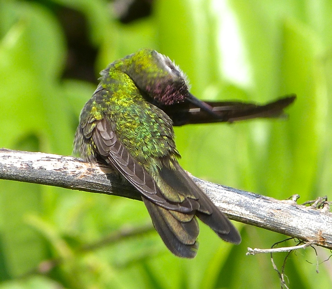 Cuban Emerald Hummingbird preening, Abaco 4