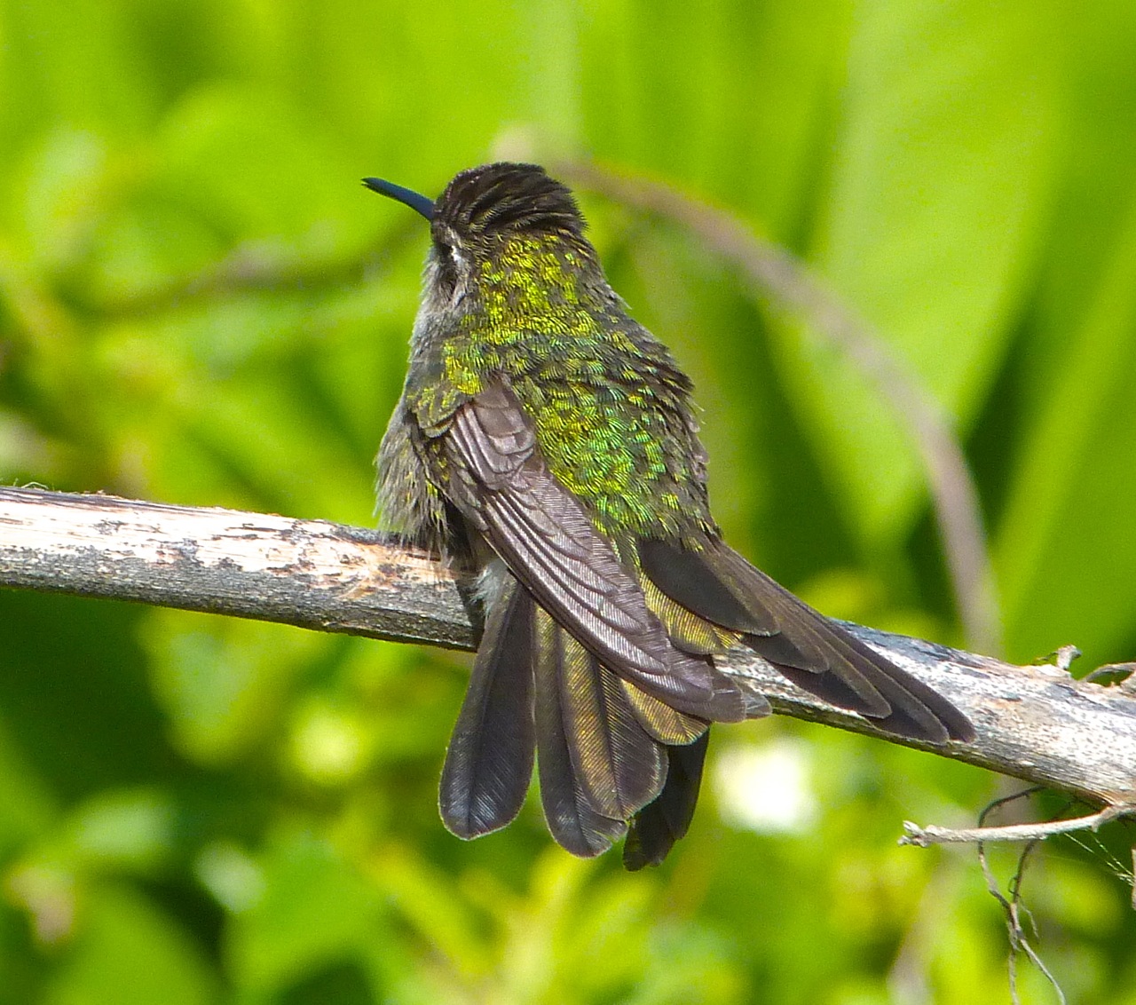 Cuban Emerald Hummingbird preening, Abaco 5