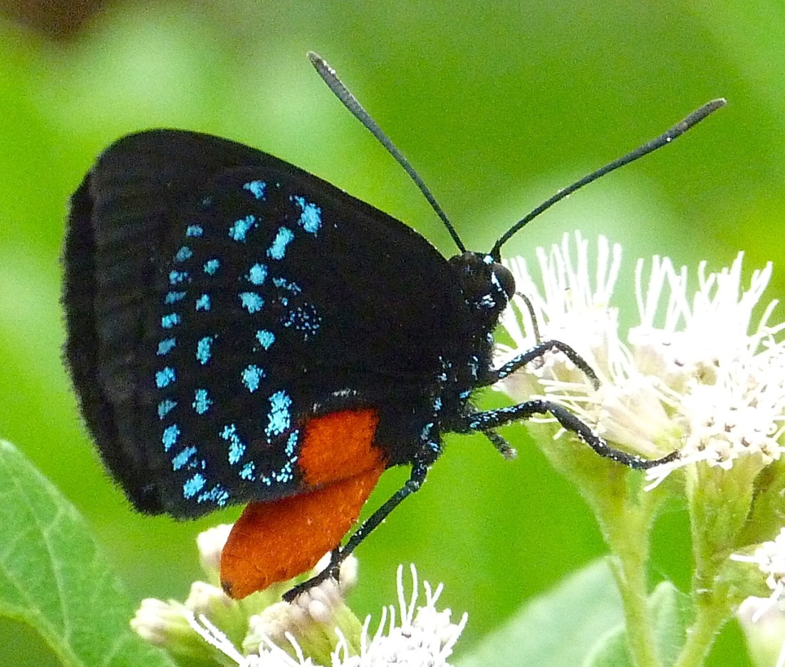 Atala Hairstreak Butterfly, Abaco 6