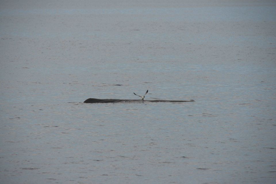 Gull landed on Sperm Whale