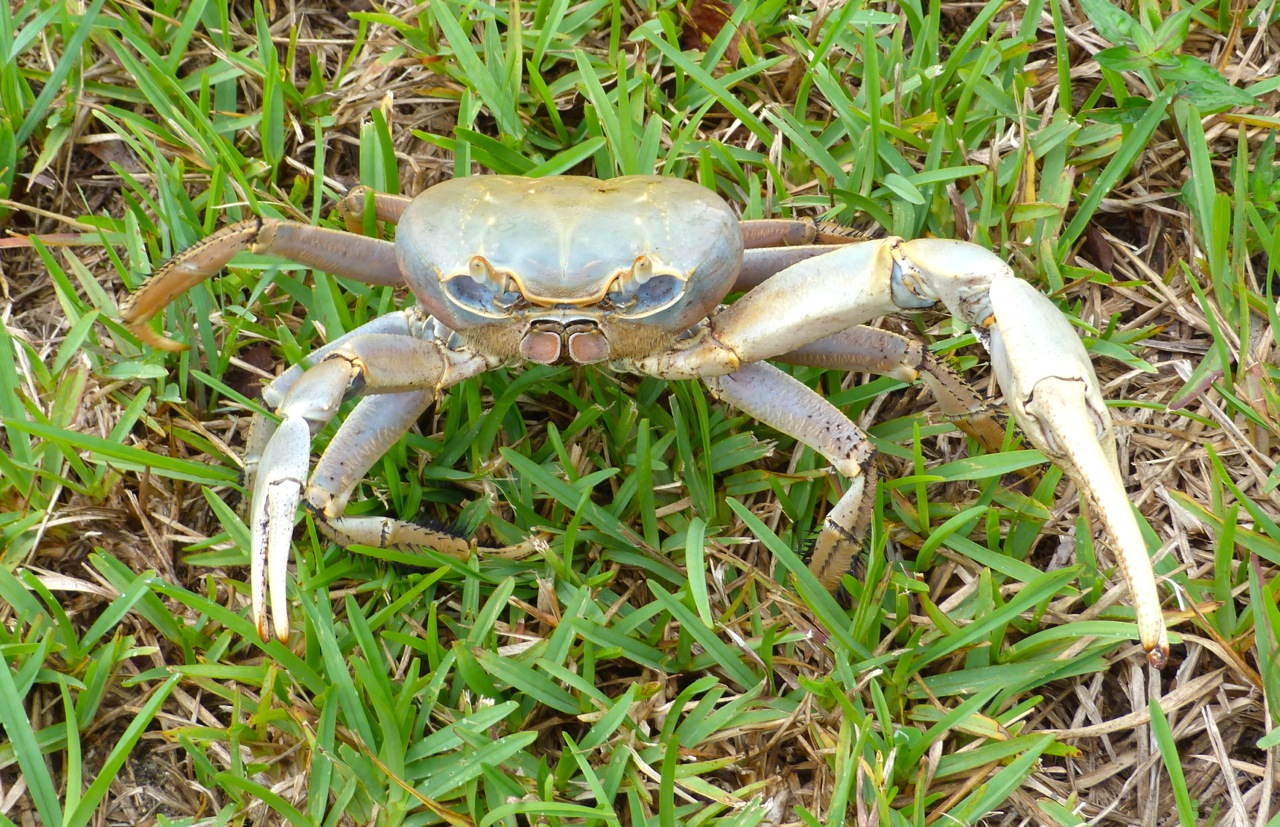 Land Crab 1
