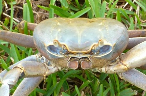 Land Crab 2
