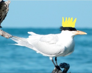 Royal Tern Crowned