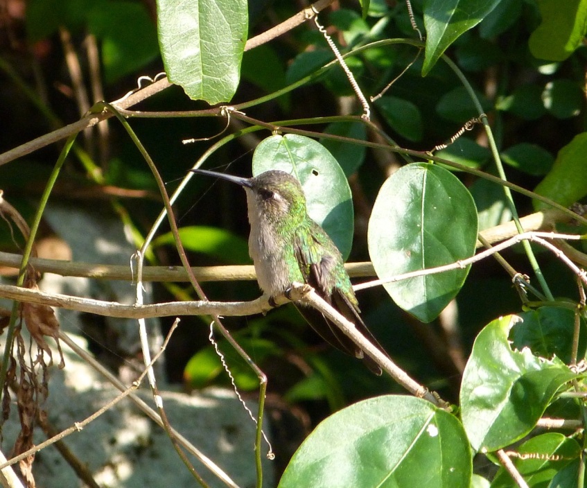Cuban Emerald Hummingbird, Delphi, Abaco 1