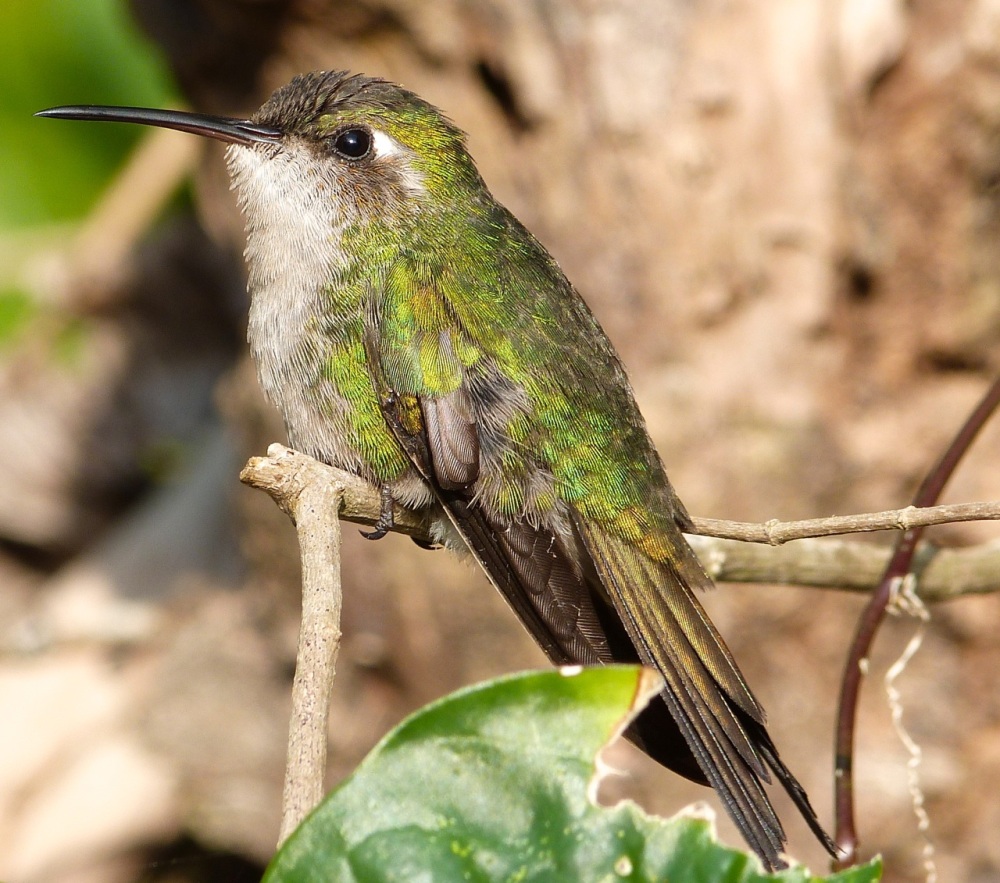 Cuban Emerald Hummingbird, Delphi, Abaco (Keith Salvesen)
