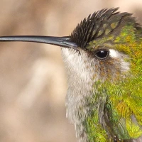 PRECIOUS EMERALDS ON ABACO: GREEN HUMMINGBIRD JEWELS