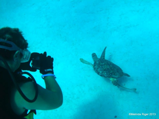 Hawksbill Turtle, Bahamas © Melinda Riger @ G B Scuba