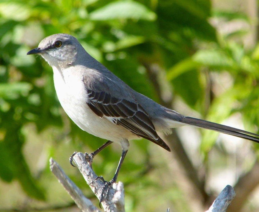 Northern Mockingbird, Abaco (Keith Salvesen)