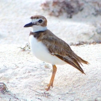 NEST PROTECTION: WILSON'S PLOVERS ON ABACO (2)