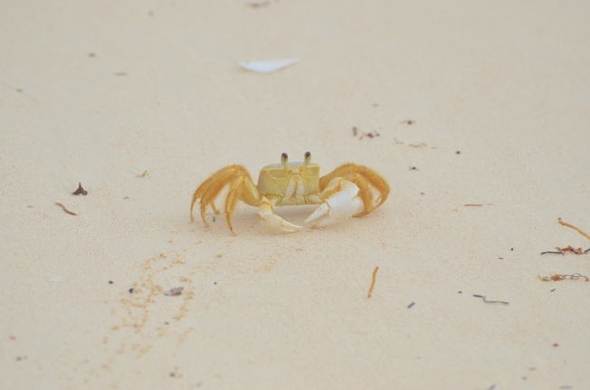 Ghost Crab Delphi Beach 3