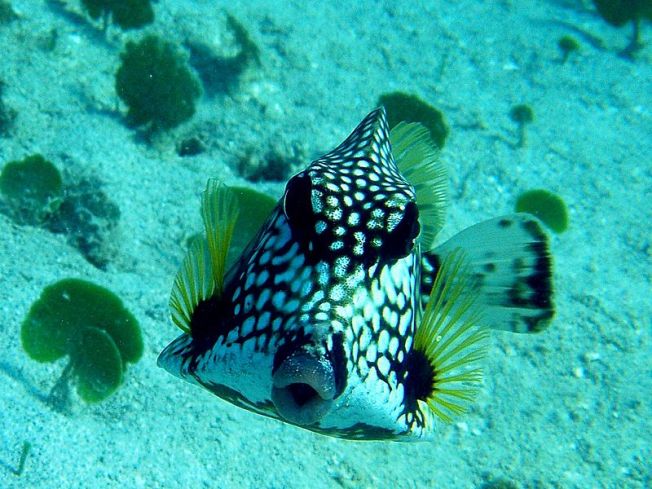 Smooth Trunkfish Lactophrys triqueter (Wiki)