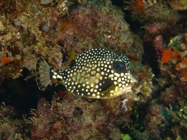 Lactophrys triqueter (Smooth Trunkfish) juvenile Wiki