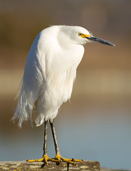 Snowy Egret (Wiki)