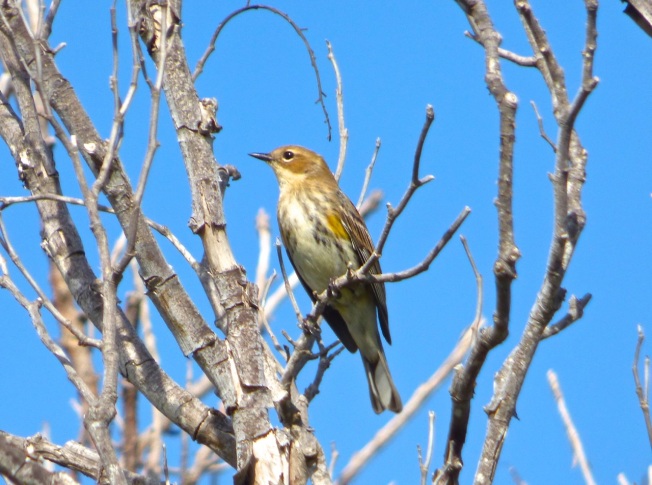 Yellow-rumped Warbler, Abaco 5