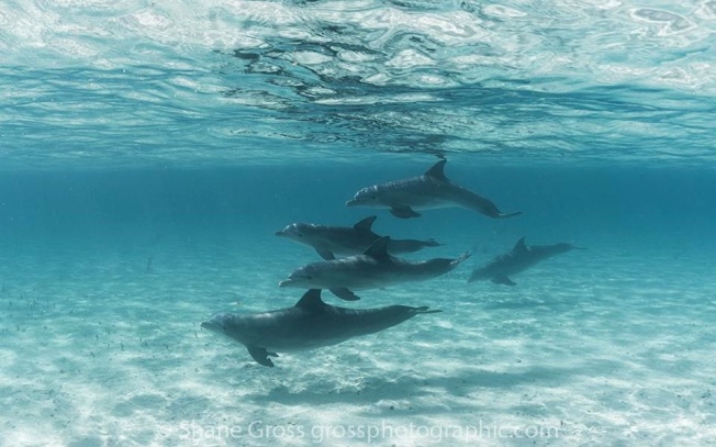 Dolphins, Abaco, Bahamas (BMMRO) - Shane Gross