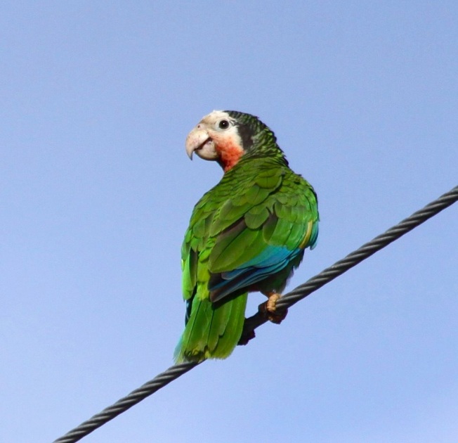 Amazon (Cuban) Parrot, Abaco (Susan Daughtrey)