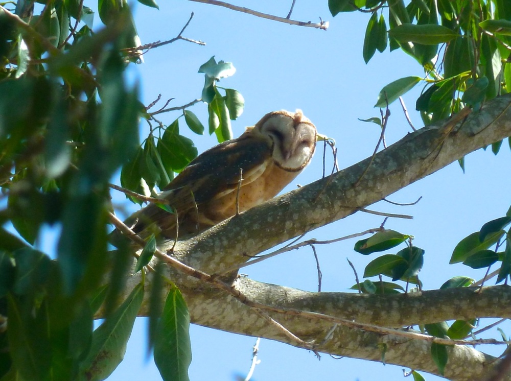 Barn Owl, Abaco Bahamas (Woody Bracey)
