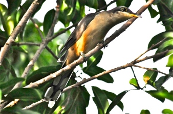 Mangrove Cuckoo, Abaco, Bahamas (Tony Hepburn) copy