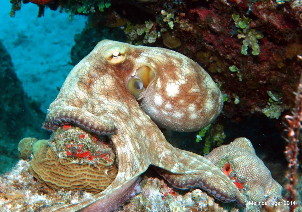 Octopus ©Melinda Riger @ Grand Bahama Scuba