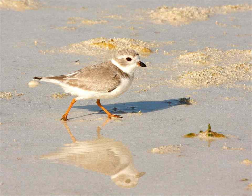 Piping Plover, Abaco - Bruce Hallett