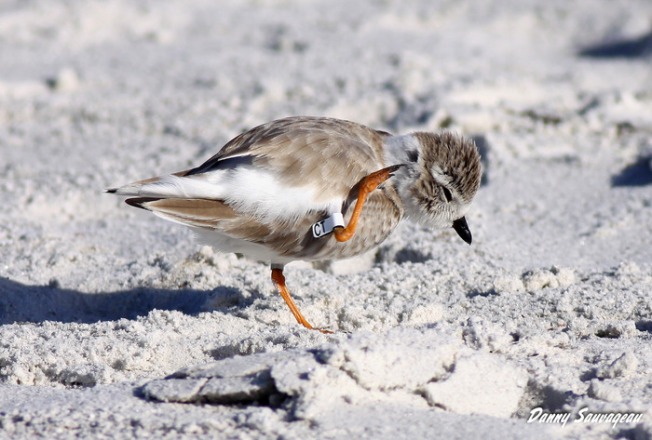 Piping Plover - Danny Sauvageau