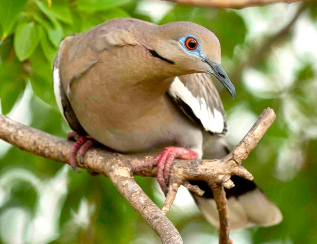 White-winged Dove, Abaco Bahamas - Tom Sheley crop - Version 2