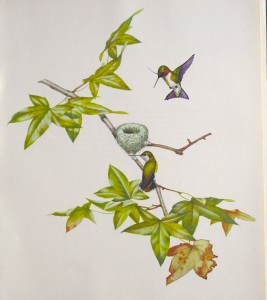 Ruby-throated Hummingbird - Menaboni