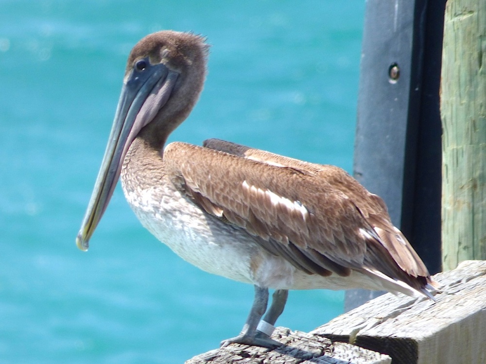 Brown Pelicans, Sandy Point, Abaco 11