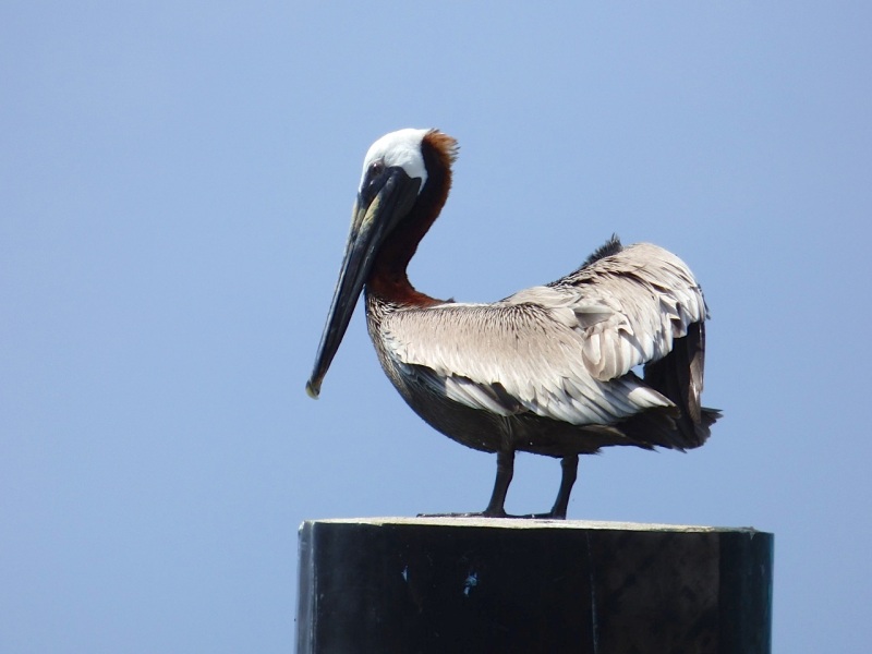Brown Pelicans, Sandy Point, Abaco 12
