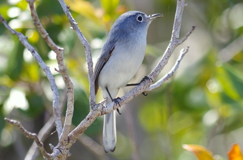 Blue-gray Gnatcatcher, Abaco, Bahamas 7