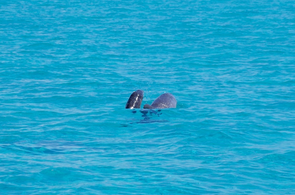 Dolphin Mother & Calf, Sandy Point, Abaco, Bahamas