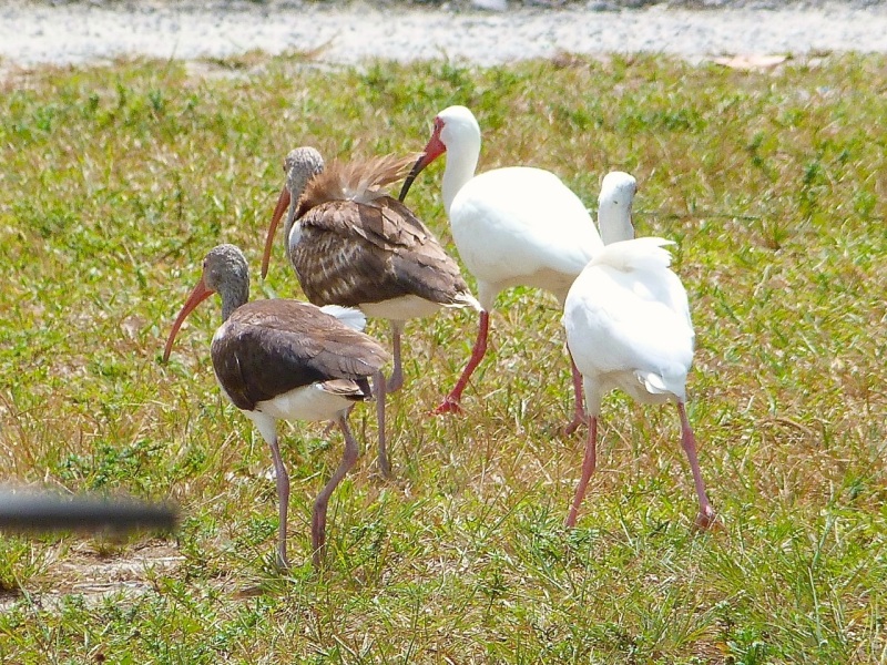 White Ibises (adult & juvenile), Sandy Point, Abaco (Keith Salvesen)
