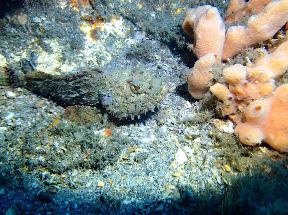 Frogfish (Adam Rees Scuba Works)