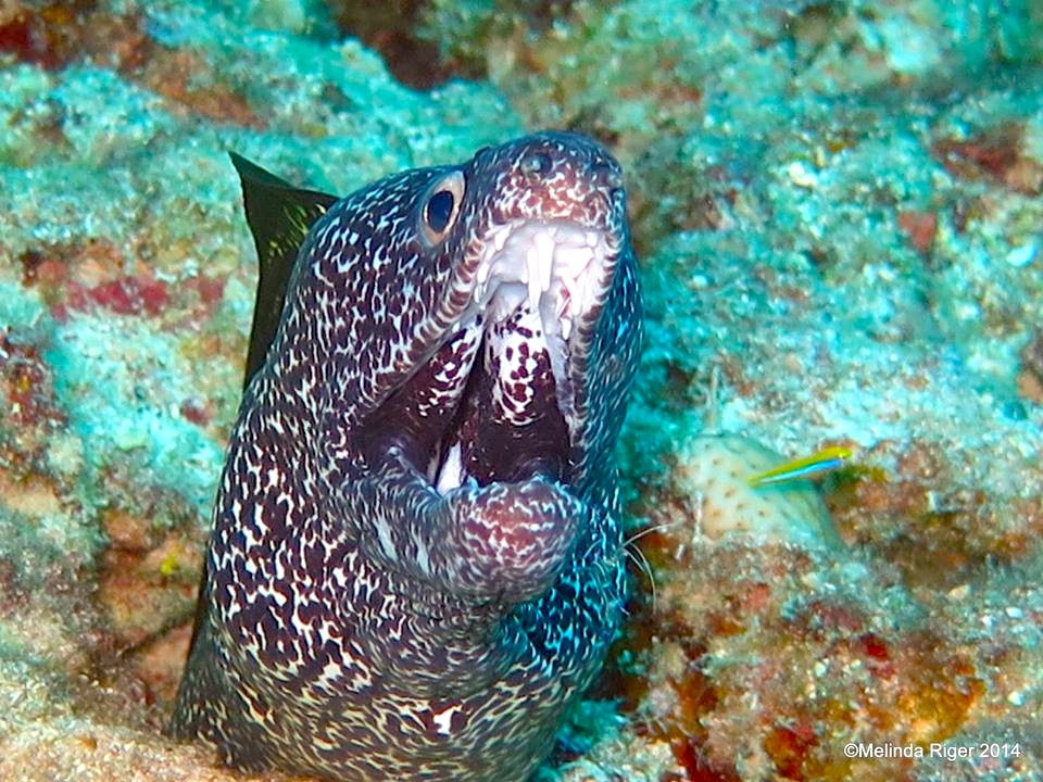 Spotted Moray Eel, Bahamas (Melinda Riger Grand Bahama Scuba)