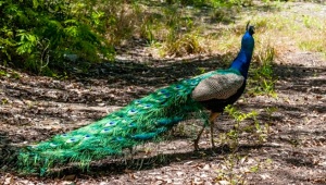 Peacock, Abaco (Nina Henry) 1