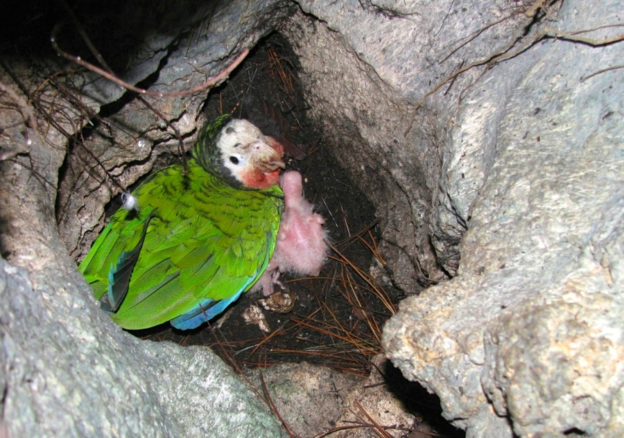 Limestone Holes & Abaco Parrots (Caroline Stahala)