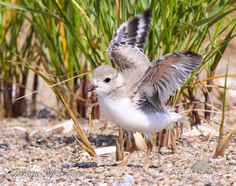 Piping Plover (juv) CT (Danny Sauvageau)