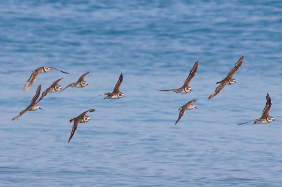 Semi-palmated Plovers in flight, Abaco (Alex Hughes)