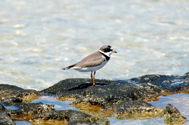 Semipalmated Plover, Abaco (Woody Bracey) 